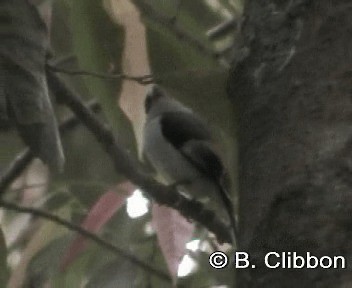 Silver-breasted Broadbill - ML201299621