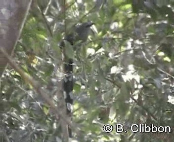 Green-billed Malkoha - ML201299671