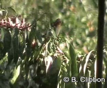 Stripe-throated Bulbul - ML201299691