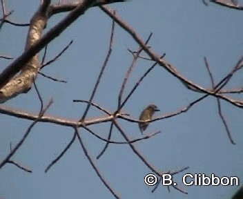 barbet modrouchý - ML201299701