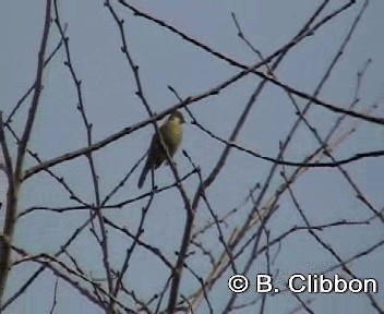 Bulbul à gros bec - ML201299731