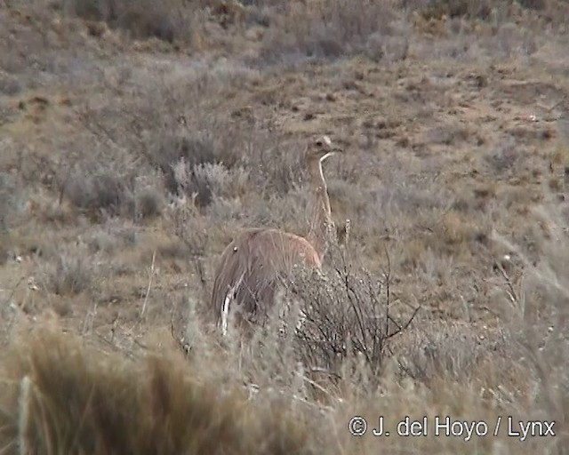 Ñandú Petiso (pennata) - ML201299951