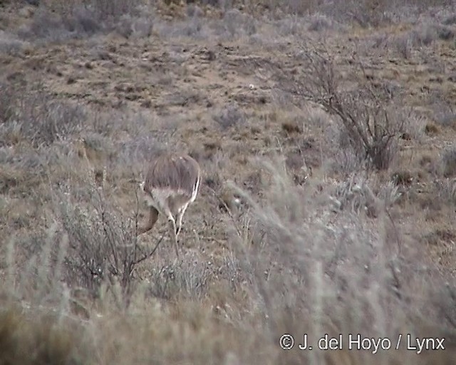 Nandou de Darwin (pennata) - ML201299961