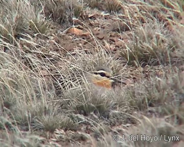 Tawny-throated Dotterel - ML201299981