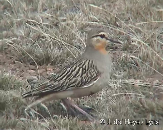 Tawny-throated Dotterel - ML201299991