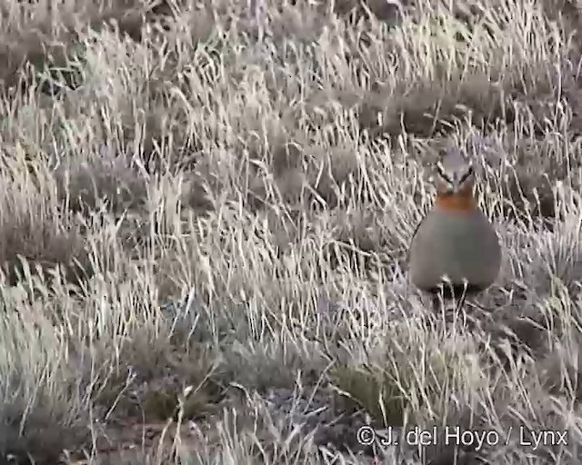 Tawny-throated Dotterel - ML201300001