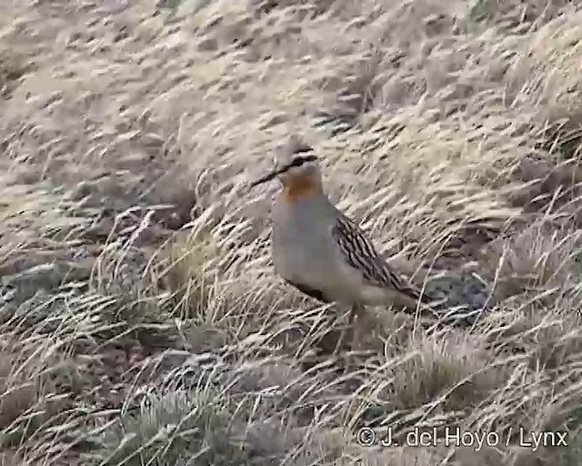 Tawny-throated Dotterel - ML201300011