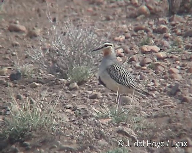 Tawny-throated Dotterel - ML201300021