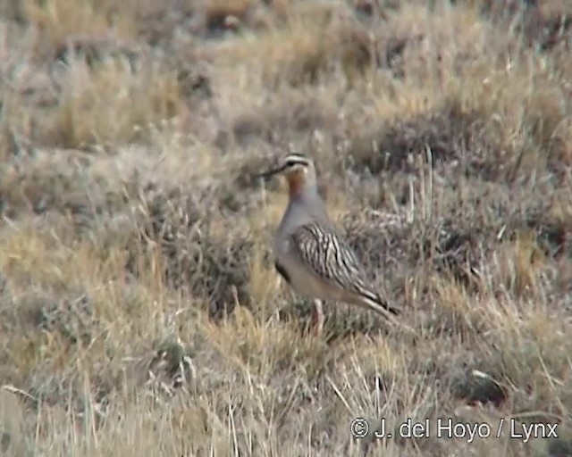 Tawny-throated Dotterel - ML201300031