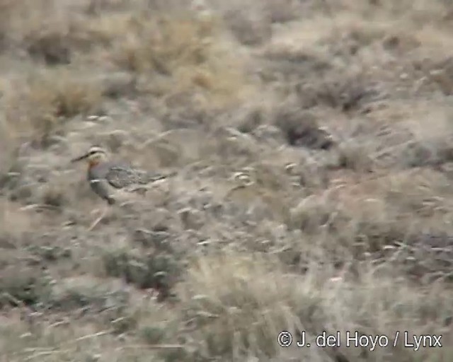 Chorlito Cabezón - ML201300041