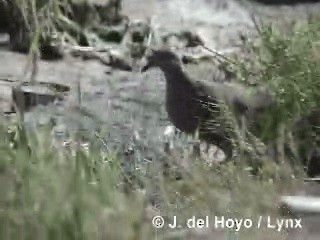 West Peruvian Dove - ML201300371