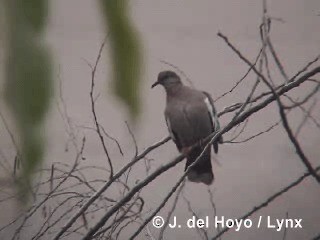 Zenaida Peruana - ML201300401