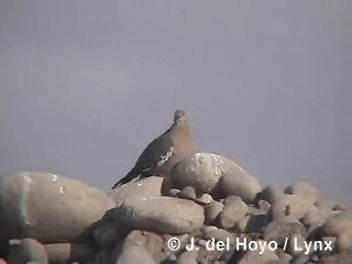 Zenaida Peruana - ML201300411