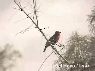 Peruvian Meadowlark - ML201300421