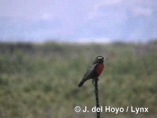 ペルームネアカマキバドリ - ML201300431