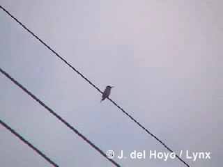 Peruvian Sheartail - ML201300451