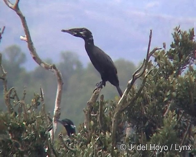 Neotropic Cormorant - ML201300491