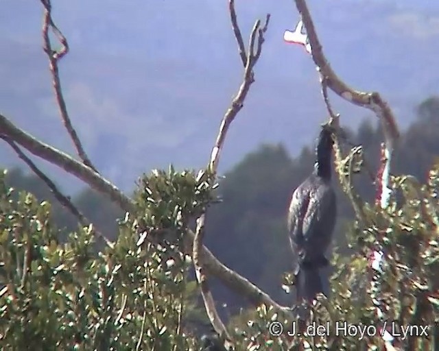 Neotropic Cormorant - ML201300501