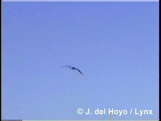 Black-browed Albatross (Black-browed) - ML201300681