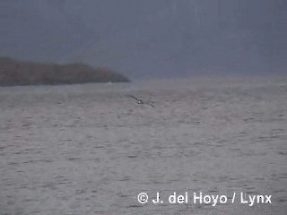 Black-browed Albatross (Black-browed) - ML201300731