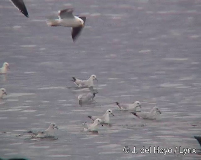 Southern Fulmar - ML201300751