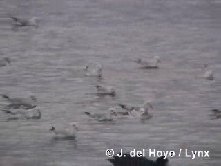 Southern Fulmar - ML201300761