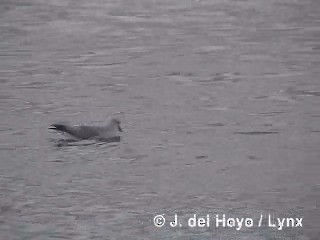 Fulmar argenté - ML201300771