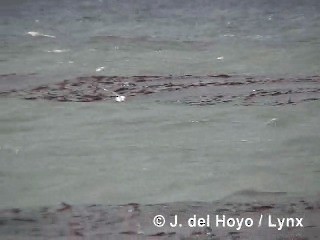 Fulmar argenté - ML201300781