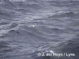 Fulmar Austral - ML201300791