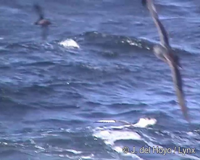 Fulmar argenté - ML201300801