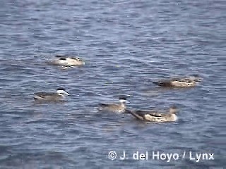 Puna Teal - ML201300811