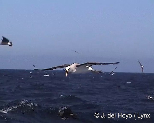 Albatros de Buller - ML201300841