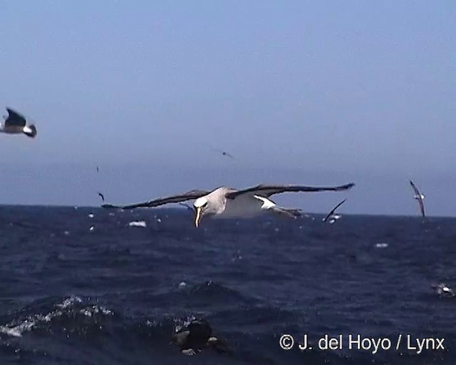 Bulleralbatros - ML201300841