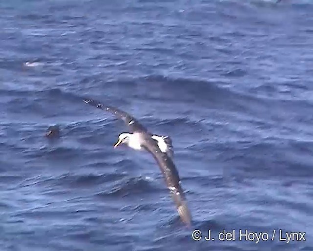 Buller's Albatross - ML201300851