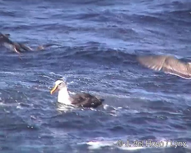 Buller's Albatross - ML201300861