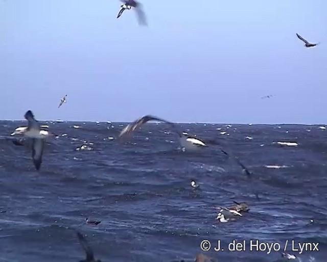 Buller's Albatross - ML201300871