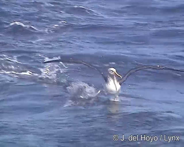 Buller's Albatross - ML201300881