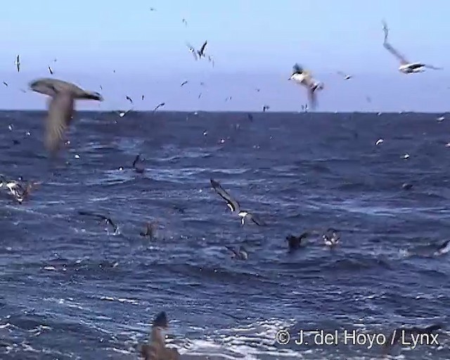 Buller's Albatross - ML201300891