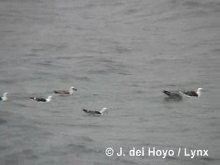 Доминиканская чайка - ML201300961