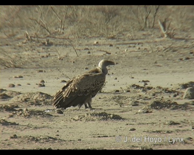 Rüppell's Griffon - ML201301061