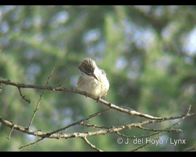 Striped Kingfisher - ML201301071