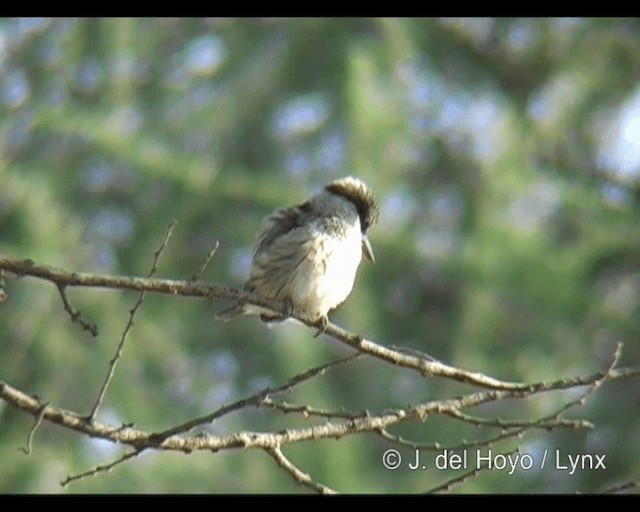 Striped Kingfisher - ML201301081