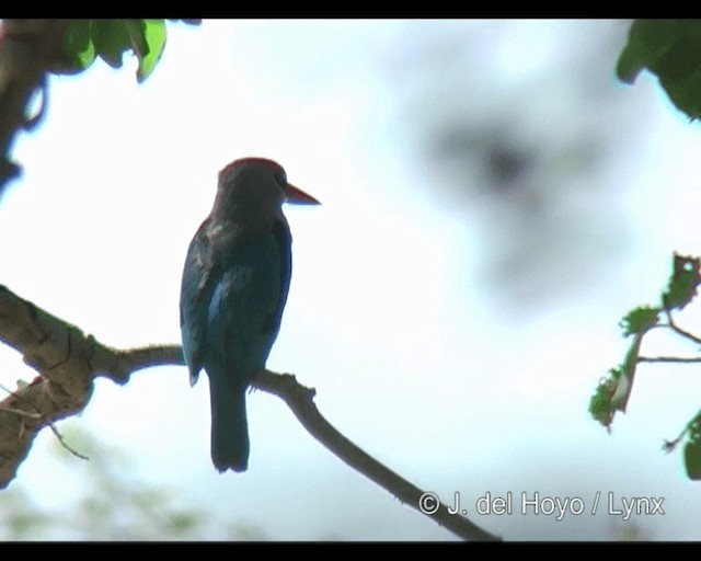 Woodland Kingfisher - ML201301091
