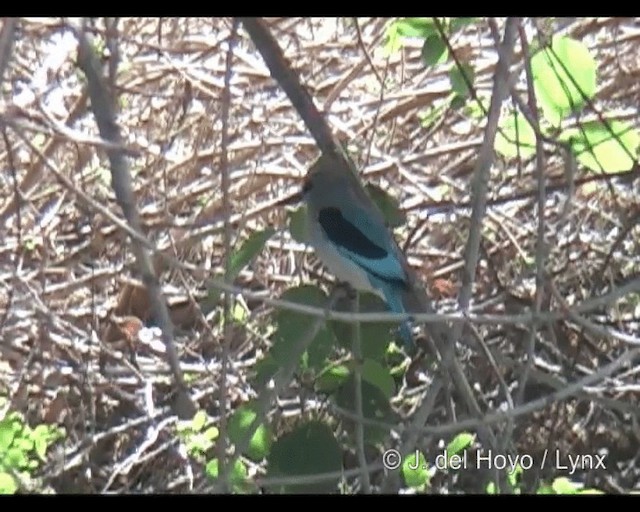 Woodland Kingfisher - ML201301101