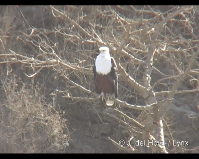 African Fish-Eagle - ML201301111