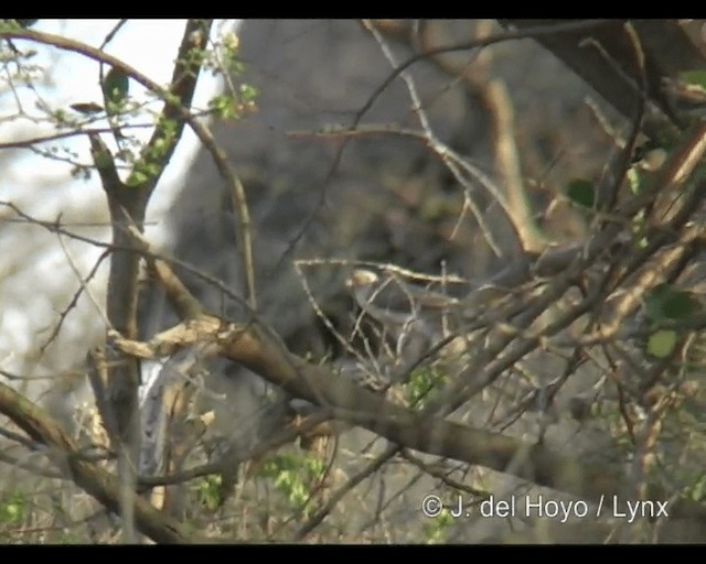 Gabar Goshawk - ML201301221