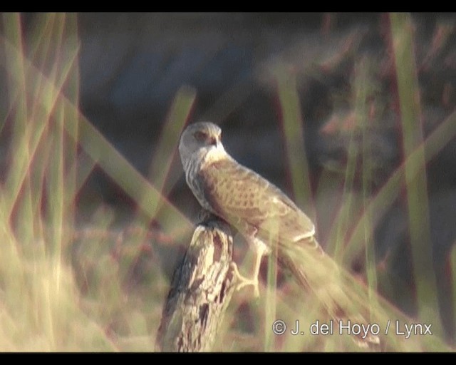 Gabar Goshawk - ML201301231