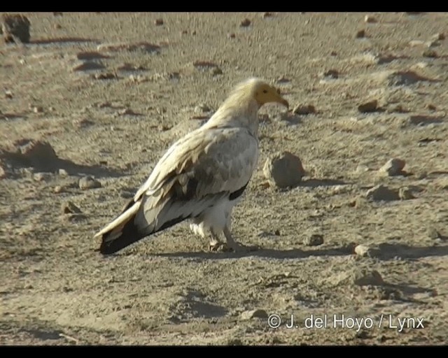 Egyptian Vulture - ML201301271