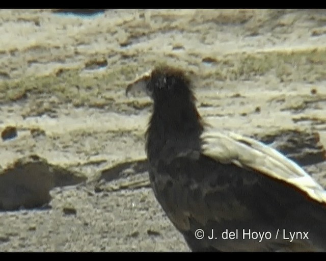 Egyptian Vulture - ML201301281