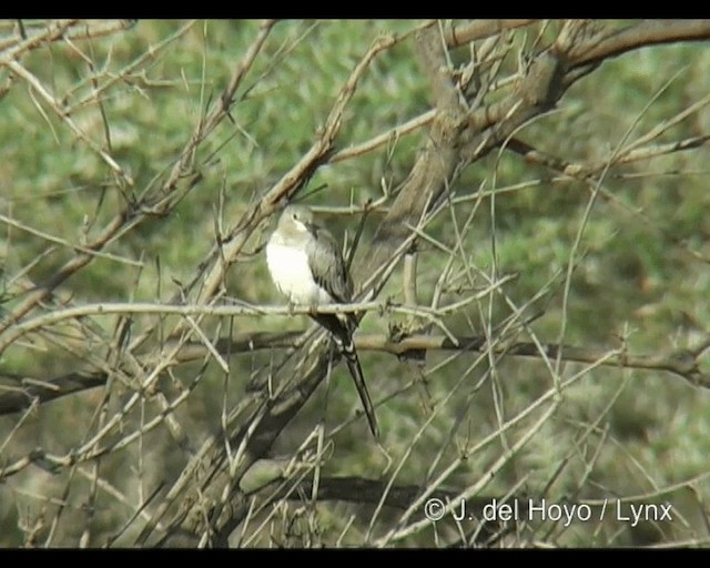 Namaqua Dove - ML201301291